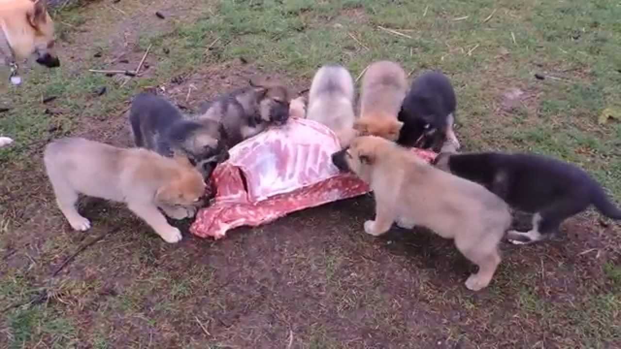 raw feeding puppies