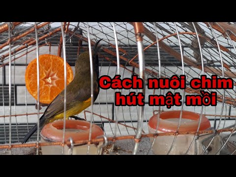 Video Cách nuôi chim hút mật mồi căng lửa hót suốt ngày _... - youtube