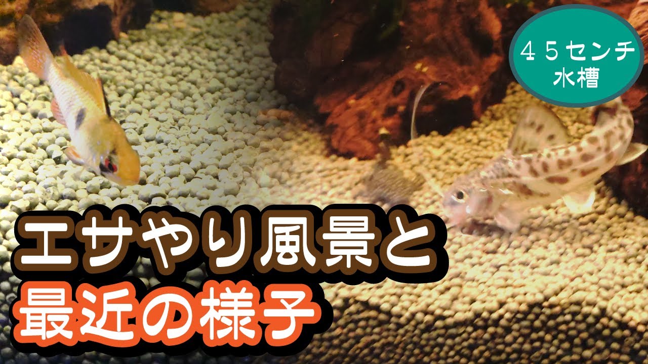 【45センチ水槽】エサやり風景と最近の様子