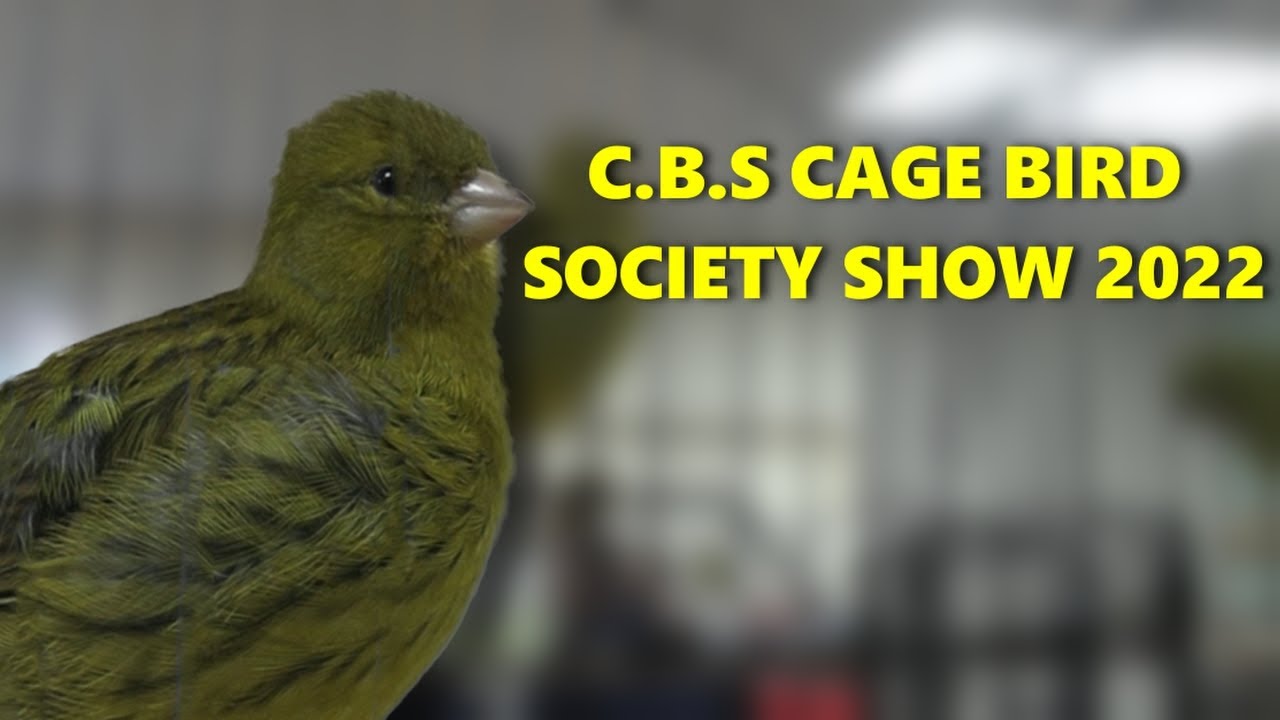Cage bird society bird show 2022 YouTube