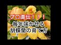 これをやるだけで毎年胡蝶蘭が咲く!とても簡単、お手入れ方法