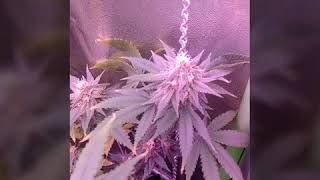 6 week of flower update and harvest video...