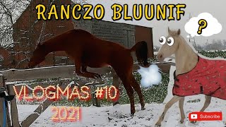 VLOGMAS #10 / KODI I RÓŻOWA PANTERA