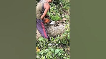 cutting down a teak tree with a Stihl MS 250 chainsaw part 3 #woodworking #feedshorts