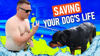 How To SAVE Your Dog From DROWNING!