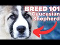 CAUCASIAN SHEPHERD 101! Everything You Need To Know About The CAUCASIAN SHEPHERD!