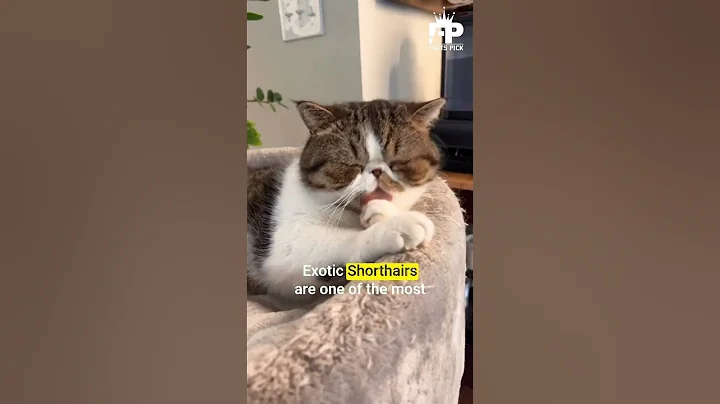 Watch the video about Discover the Surprising Facts of the Exotic Shorthair Cat 🐱🤔#factspick #shortsfeed