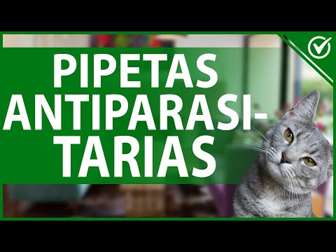 🐈 Pipetas Antiparasitarias para Gatos - Ventajas, Frecuencia y Cómo aplicarlas 🐈 hqdefault