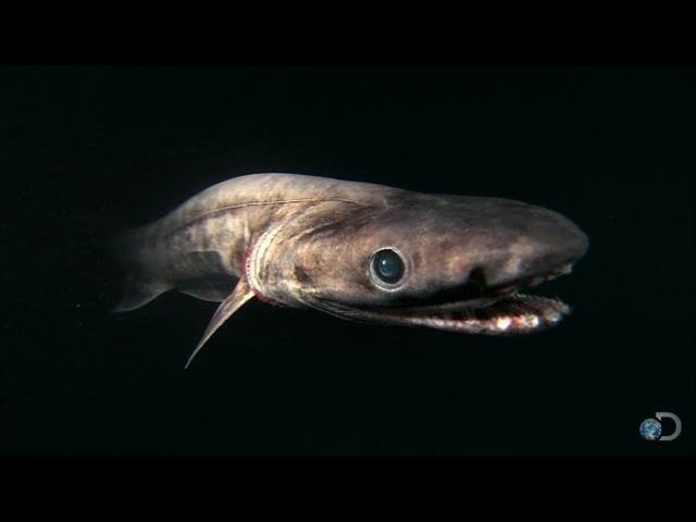 Alien Sharks: The Frilled Shark class=