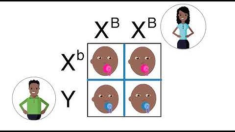 Sex linked Inheritance