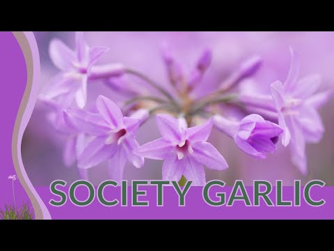 Wideo: Społeczeństwo czosnku: Growing Society Czosnek w ogrodzie