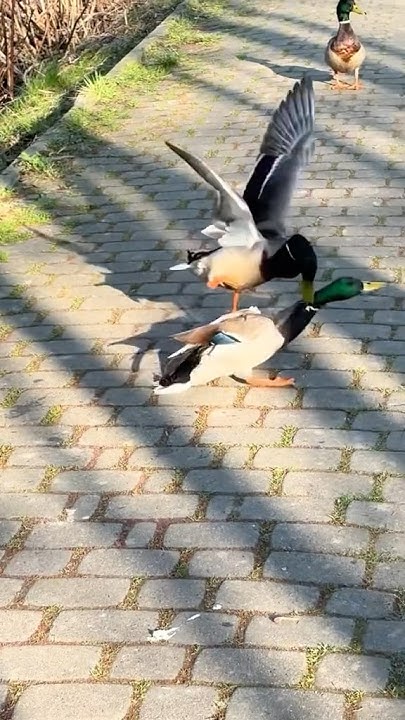 #duck - YouTube