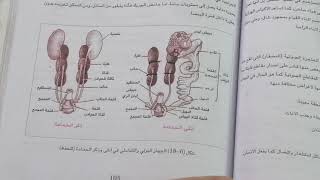 الجهاز البولي في الطيور للرابع العلمي