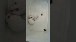 кормовые тараканы/ хомяк vs таракан/ angry hamster/ 蟑螂vs仓鼠/ cockroach vs hamster/ pet /охота