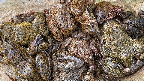 Bẫy Ếch Đồng Vùng Này Ếch Nhiều Kinh Khủng || Catch a lot of frogs in the rice field