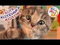 Котя-котенька, коток. Мульт-песенка потешка, видео для детей. Наше всё!