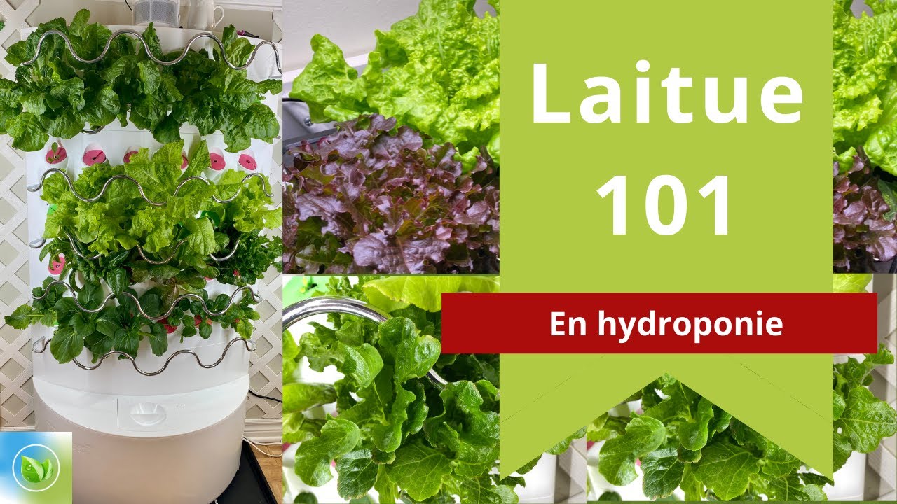 Laitue hydroponique 101 