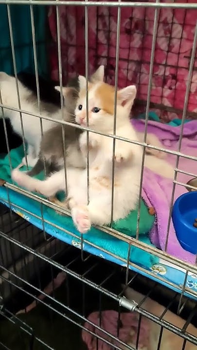 котенок на чиле)) - YouTube