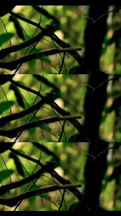 Sikatan Kepala-abu (Culicicapa ceylonensis) #aves #burungliar #salamlestari