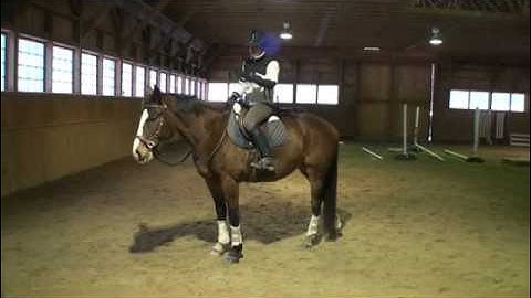 FDT Vlog Equipment tip: Bitless Bridles-The Side Pull