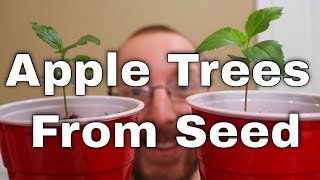 Growing Apple Trees from Seed  |  Cold Stratification