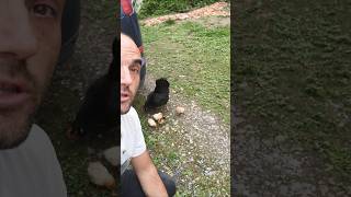 Quinto día de los pollitos… y este es mi truco 🐣