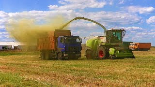 Уборка сенажа 2023 - CLAAS JAGUAR 870 в оАо Колядичи