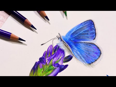 ✸ Wet Blending for a Butterfly ✸ Coloured Pencil Drawing Tutorial