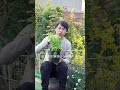 1598 风铃草耐热耐寒,开花像铃铛一样漂亮,栽种一棵就能长一丛,花园地栽盆栽都很合适 #花卉绿植 #风铃 #分享家庭养花知识
