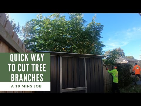 How To Use Cut Tree Branch For Landscaping?
