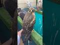 🦅Beautiful peregrine falcon and Hawk #youtube #birds #harehunting #wildlife #nature #falconry 🦅🦅