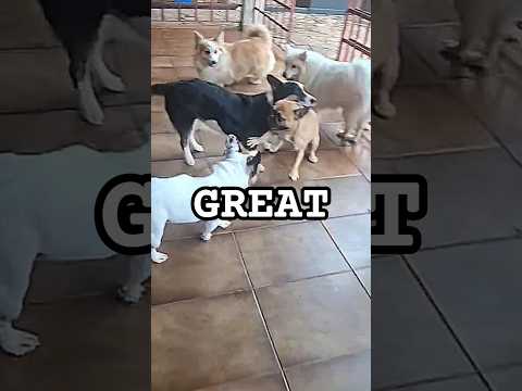 The most inspirational dog fight ever 🥊