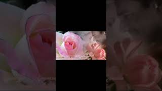 Video thumbnail of "Хрупкие цветы моей любви-Азнавур"