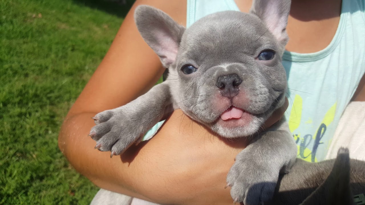 Lilac French Bulldog Learn All About This Unique Frenchie Coat Color Anything French Bulldog