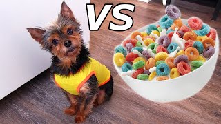 EXPERIMENT: DOG VS FLYING CEREAL