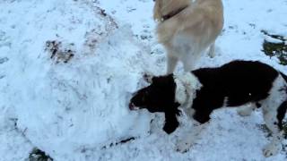 Henry -vs- snowman by HENRYHOBBS1 742 views 8 years ago 1 minute, 11 seconds