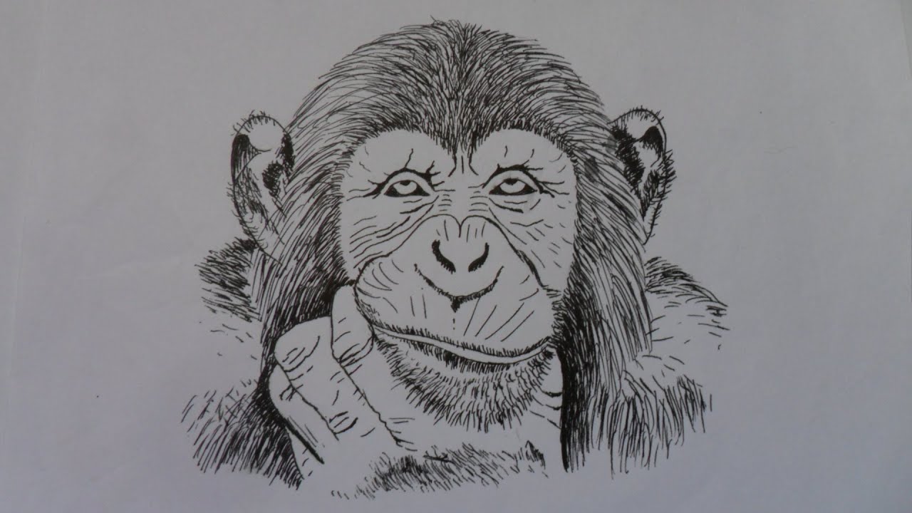 Dibujar Un Rostro De Un Chimpance Parte 1 Paso A Paso A Tinta Youtube