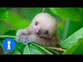 Baby sloths being sloths  funniest compilation