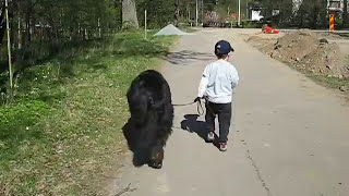 A Newfoundland dog walking my son Casper and also protecting him ❤... in May, 2009.