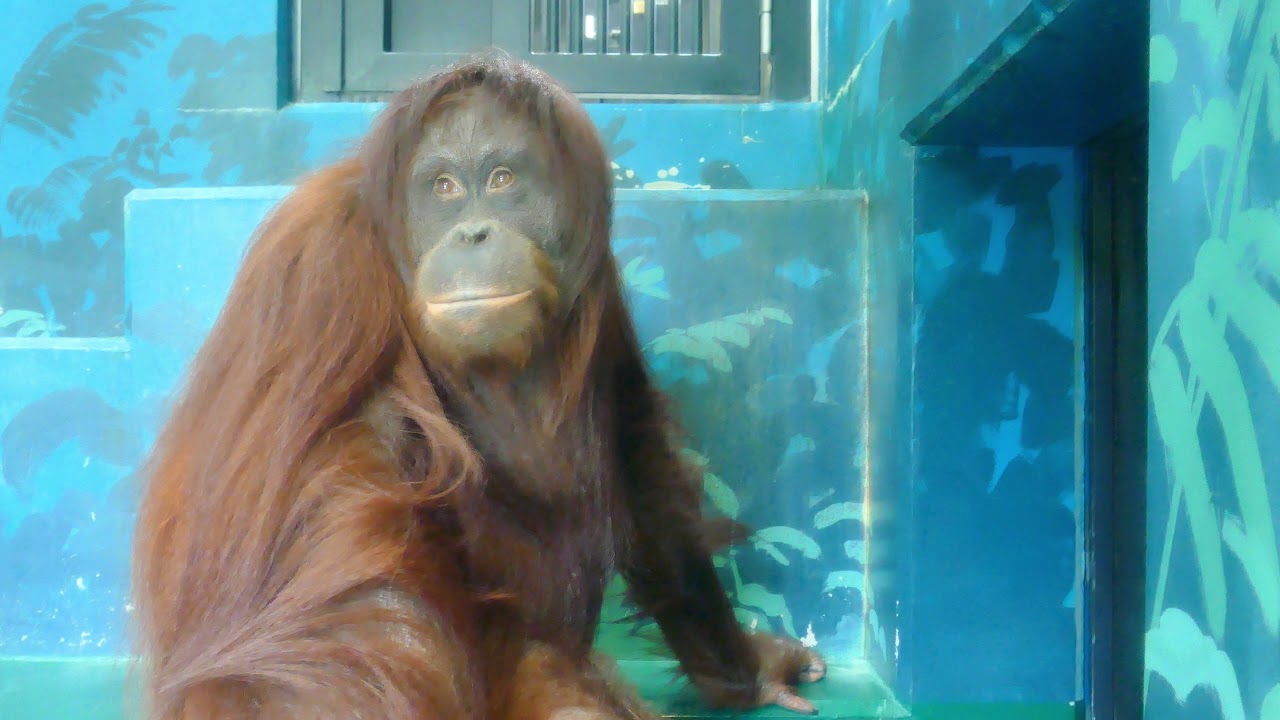 美しきミンピー 日本平動物園 ボルネオオランウータン Youtube 美しきミンピー 日本平動物園 ボルネオオランウータン Youtube