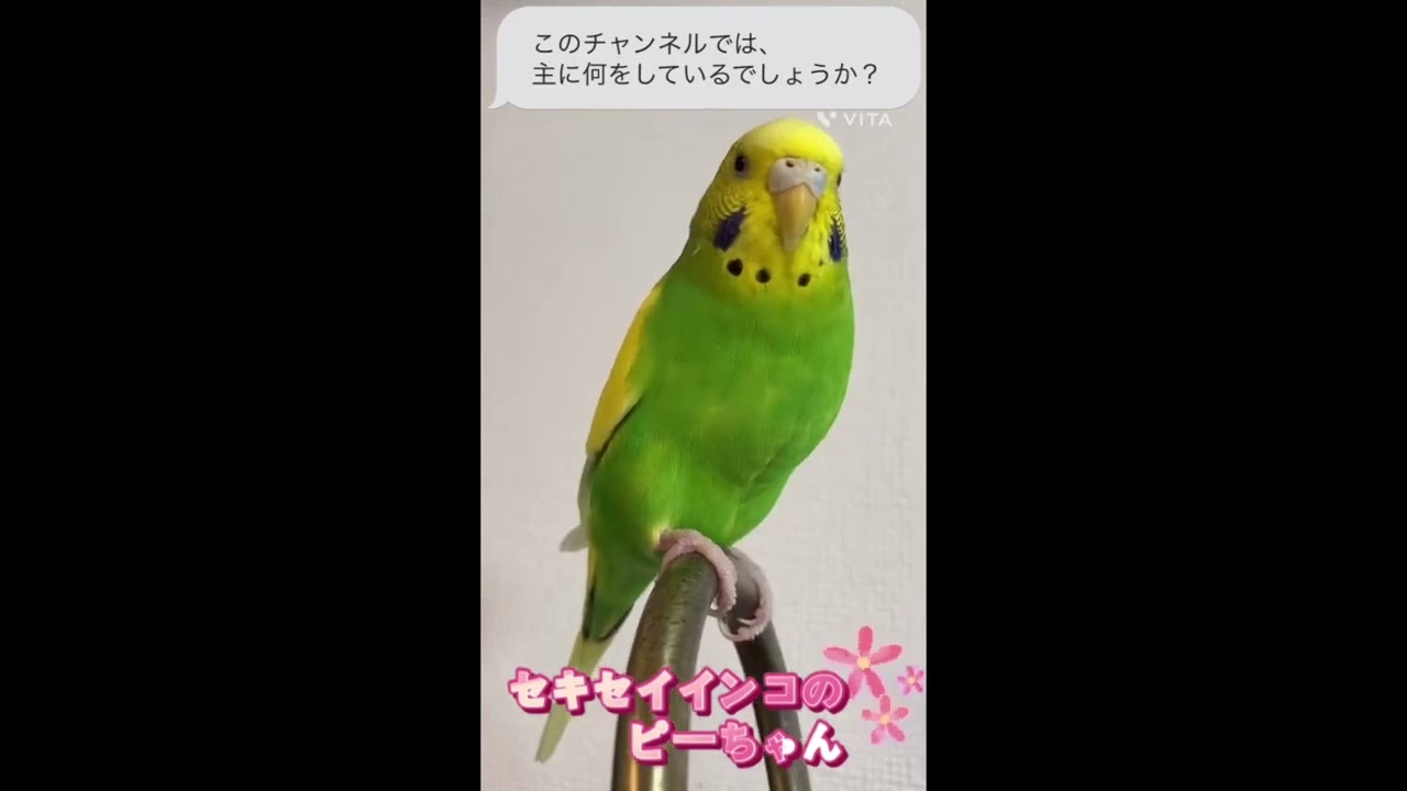 【セキセイインコ】このチャンネルについて紹介します！