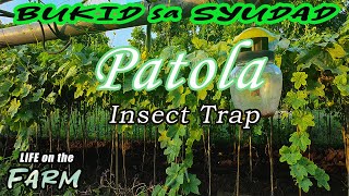 Insect trap iwas perwisyo sa patola by Terroy TV 82 views 11 months ago 21 minutes