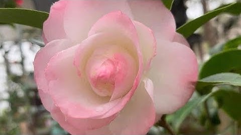 Xả trà my đẹp hoa tết giá rẻ tại vườn 0349581888 ngày 10/12 lan rừng giá rẻ.lan rừng.hoa trà my 