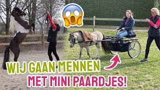 Wij Gaan Mennen Met Minis Vrijheidsdressuur Aanleren? Mini-Serie Aflevering 2