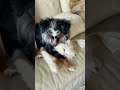 Funny cat part 5 #cat #funny #catfunny #catvideos #funnycatvideos #funnyfails
