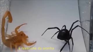 Aranha Viúva Negra VS Escorpião  Desafio R.A #002