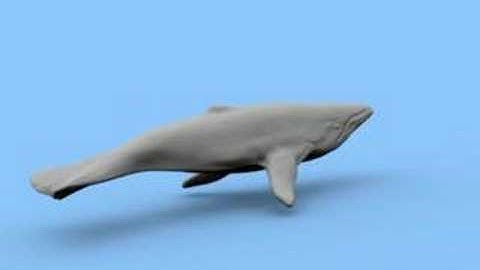 Blender 3D Whale