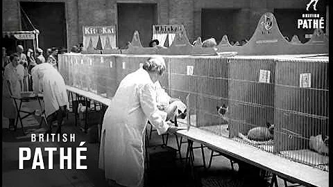 Watch the video about Reigning Cats! (1951)