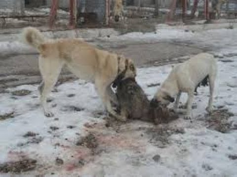 Kurt görünce direk boğmaya giden kangallar #kangal #kurt #wolf #leon