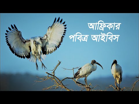 ভিডিও: আফ্রিকান প্লেগ কি